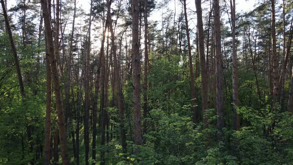 Wild Forest Landscape on a Summer Day