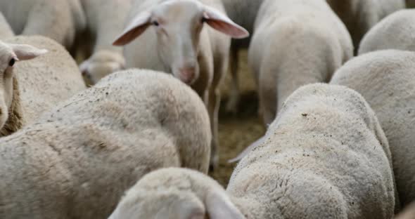 Sheeps on a Flock Farm