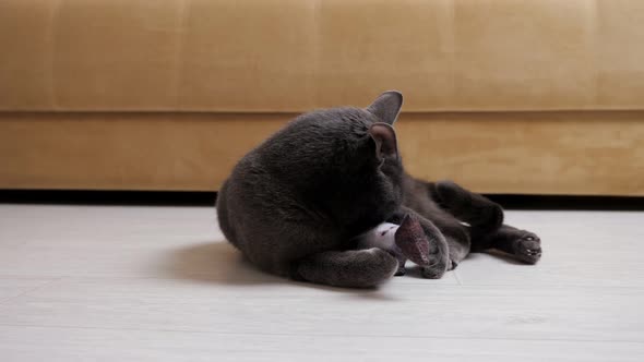 Beautiful Young Gray Cat Plays on the Floor with a Fish  Making a Flip on Its Back