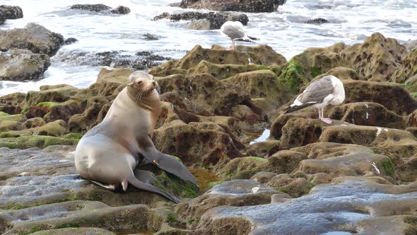 Sea Lion on the Rock in La Jolla. Wild Eared Seal Resting Near Pacific Ocean on Stone. Funny