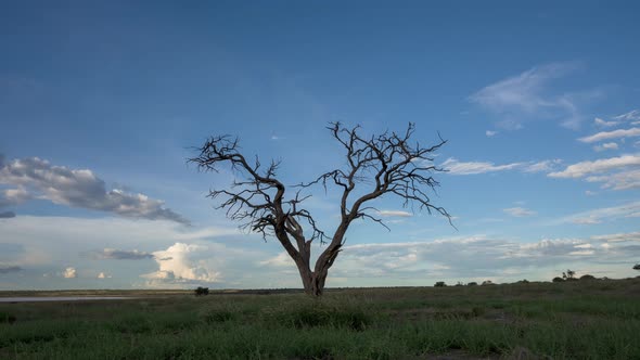 Spectacular Timelapse Of Dead Tree With Colorful Skyes Changing Colors In The Background In Central