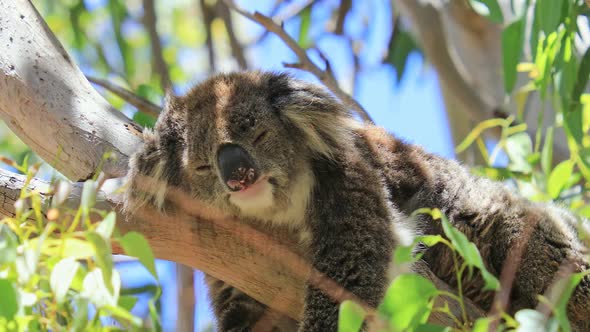 A Koala Sleeping