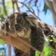 A Koala Sleeping - VideoHive Item for Sale