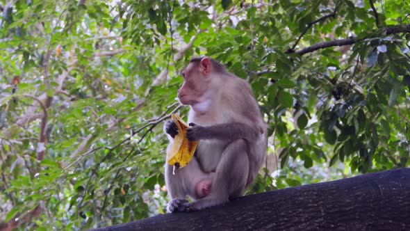 Low angle gimbal shot of monkey eating banana at zoo