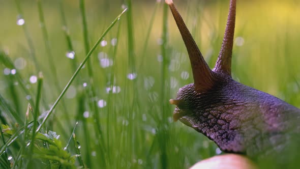 Snail in the Grass