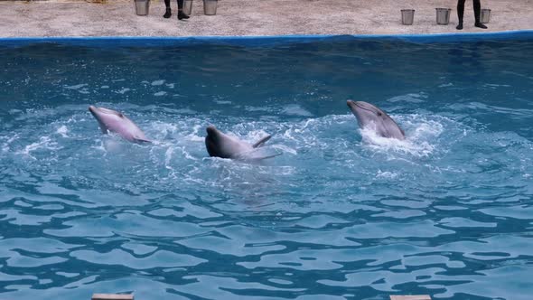 Dolphins in Dolphinarium Perform Tricks in the Pool. Funny Dolphins Circling in the Water