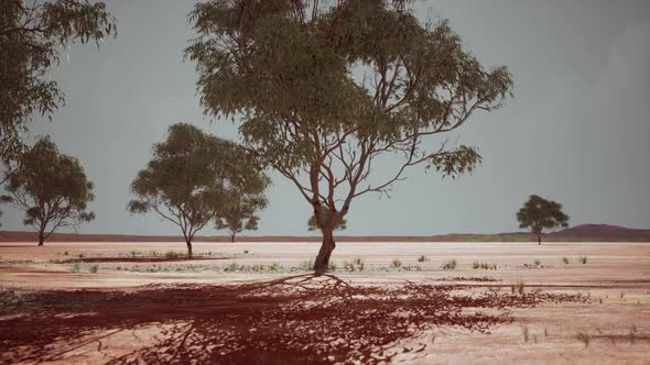 Dry African Savannah with Trees