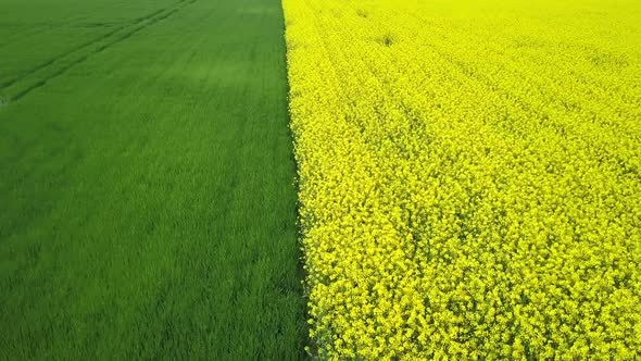 spring field of green and yellow grass, rape, colza, grain. top view