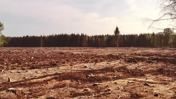 Logged Forest of Land Beside Pine Tree Forest