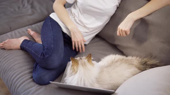 Unrecognizable Girl Want to Work on Laptop but Cat is Disturbing Her Laying on Keyboard