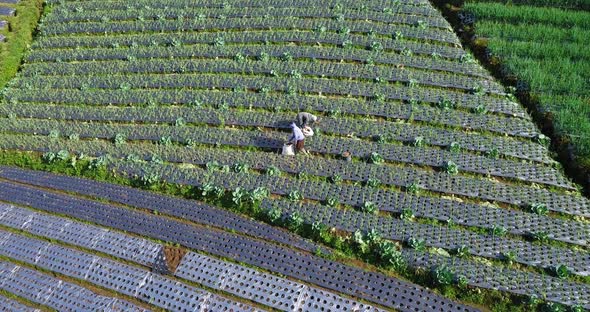 Aerial birds eye shot showing asian farm worker harvesting seed on Vegetable Plantation on Hillside