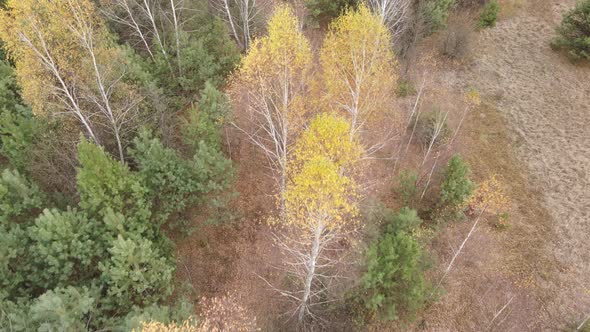 Forest with Trees in an Autumn Day