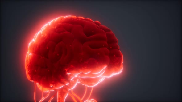 Animated Model of Human Brain alt
