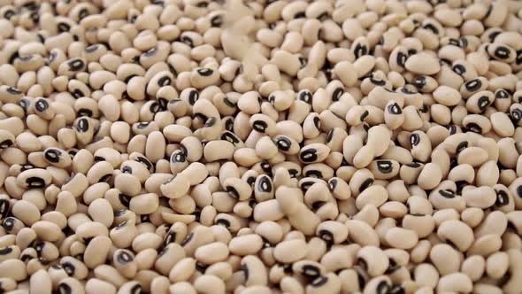 Kidney black eyed beans falling in slow motion. Dry uncooked legumes. Close up