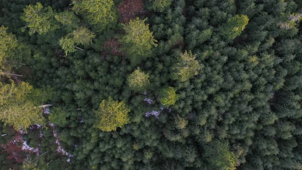 Sliding Forest