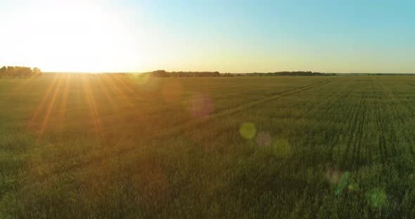 Low Altitude Flight Above Rural Summer Field with Endless Yellow Landscape at Summer Sunny Evening