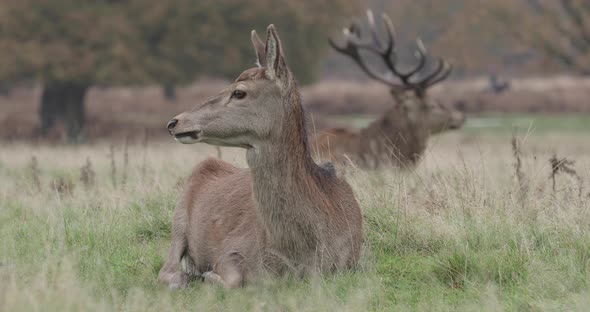 Real time shot of red dear at Richmond Park, UK