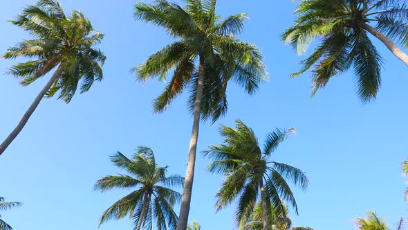 Beautiful coconut palm tree on blue sky background