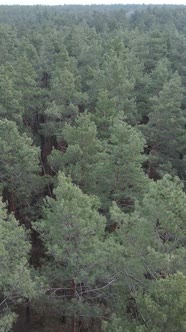 Vertical Video of the Pine Forest in the Afternoon