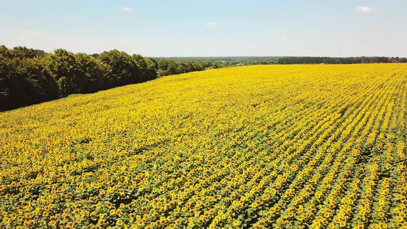 Landscape of Sunflower Field