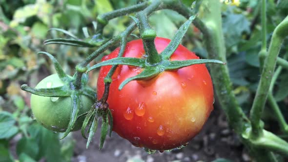 Tomatoes On The Plant