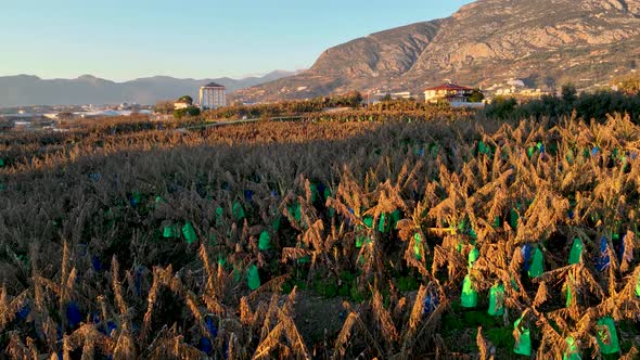 Dry Banana Plantations Aerial View 4 K Alanya Turkey