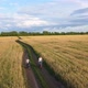 Girl with a Guy Riding a Bike Along a Wheat Field - VideoHive Item for Sale