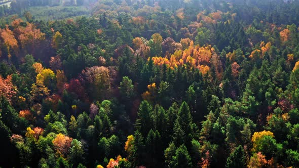 Top down view of forest in autumn, view from above