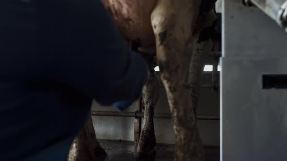 Farmer Milking Cow Technological Ranch Close Up