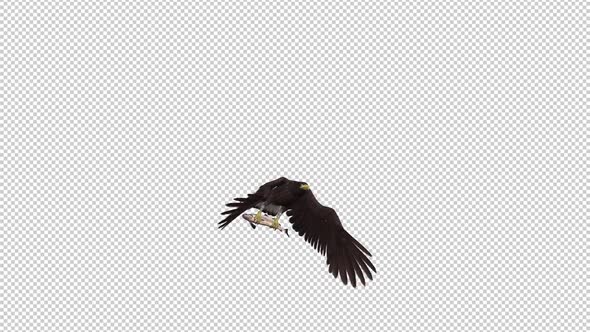 Eurasian White Tail Eagle With Fish - Flying Transition II