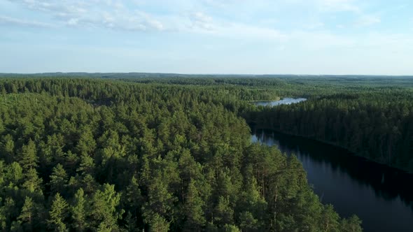 Flying Over Forest