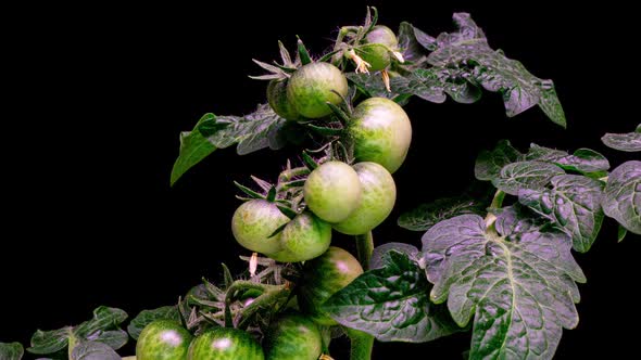 Tomatoes Turn Red on the Bush Timelapse 