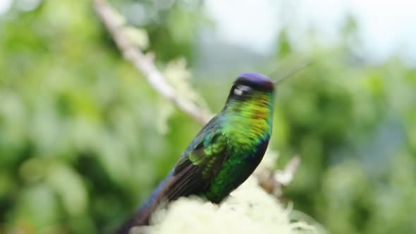 Costa Rica Fiery Throated Hummingbird (panterpe insignis) Bird Close Up Portrait of Colourful Irides