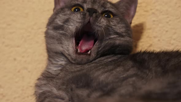 Macro close up of yawning cute grey cat with yellow eyes in the morning