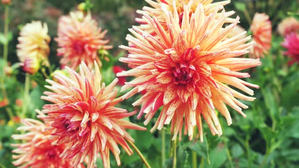 Blooming Orange Dahlias 