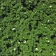 Aerial View of Blooming Potato Field at Summer Day - VideoHive Item for Sale