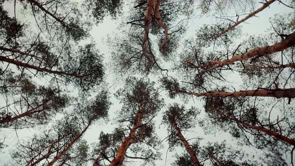 Pine Forest.Looking Up In Pine Forest.Spinning Through Tops Of Tree.Look Up Pine In Wood