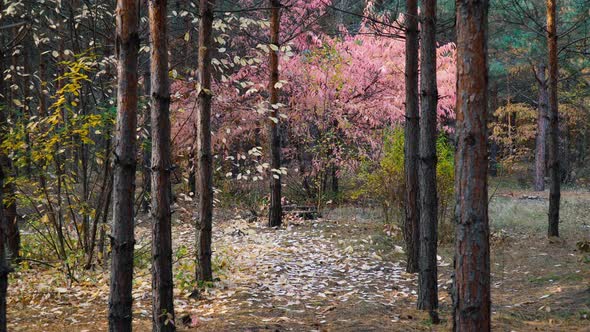 Pink Tree in Autumn Forest Background Motion Cam