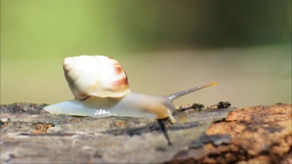 snails crawling on the surface of weathered wood. footage of snails in nature. Video hd close up gas