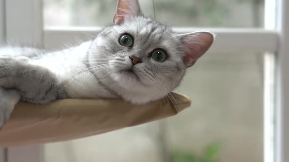 Cute Scottish Cat Playing On Cat Tower