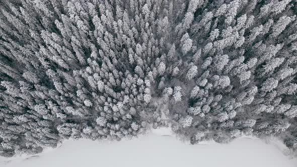 Aerial View of a Frozen Forest with Snow Covered Trees at Winter in Carpathian Mountains