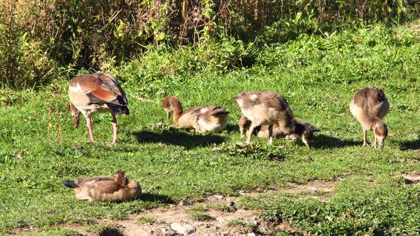 Egyptian Goose with Chicks on Field eating grass