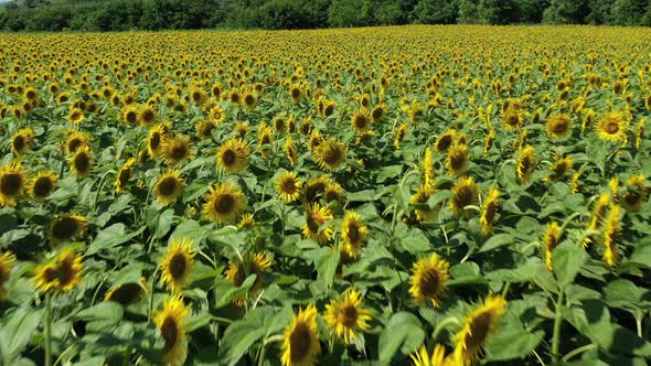 Sunflower Fields From Above