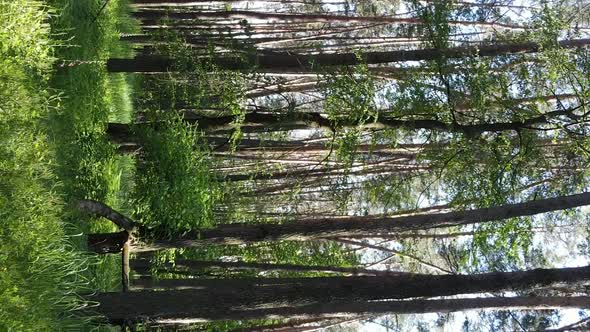 Vertical Video of Forest Landscape in Summer Slow Motion