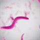 bacterium brachyspira pilosicoli - VideoHive Item for Sale