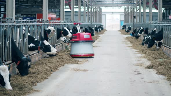 Robot is Moving Through the Cow Farm