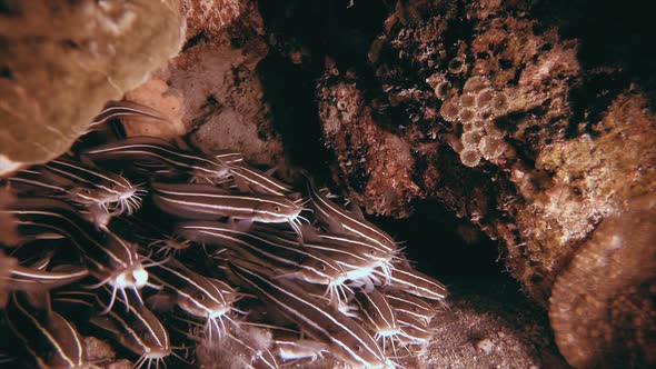 Tropical Striped Catfish Cleaning Home