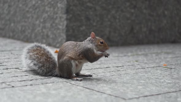 Squirrel Eating in Urban New York Area, 9 11 Monument and Museum, USA