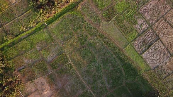 Drone view of farmland in northern Kerala