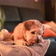 Dog lying on a couch  - VideoHive Item for Sale